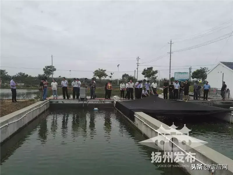 高密度鳜鱼养殖视频_鳜鱼的高密度养殖技术_养殖高密度鳜鱼技术与管理