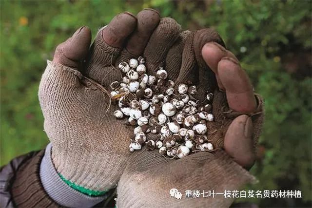 雪梨致富经_雪梨有钱_雪梨赚钱是不是真的