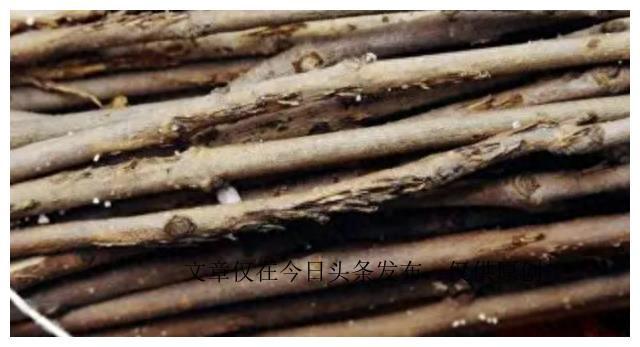 养蝉的视频_蝉养殖赚钱吗_致富经养蝉视频