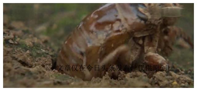 蝉养殖赚钱吗_养蝉的视频_致富经养蝉视频