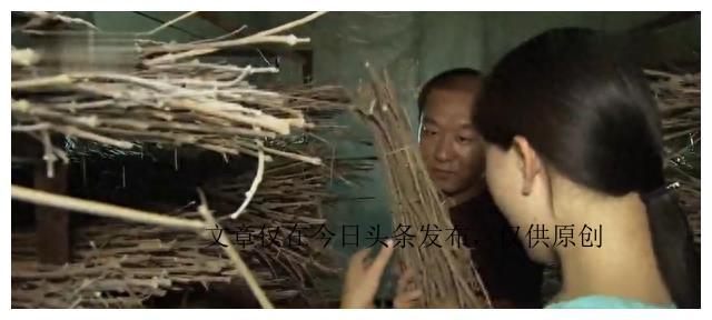 蝉养殖赚钱吗_致富经养蝉视频_养蝉的视频