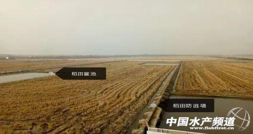 中华鳖养殖视频_中华鳖养殖技术_养殖中华鳖前景及利润