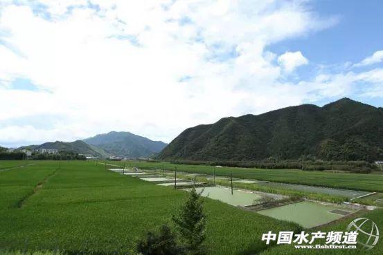 中华鳖养殖视频_中华鳖养殖技术_养殖中华鳖前景及利润