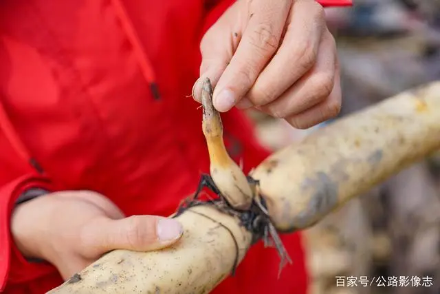 致富经种莲藕_莲藕种植效益_致富经莲藕种植视频