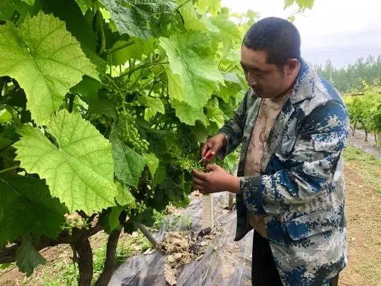 种植莲藕利润怎么样_种莲藕赚钱吗_致富经种莲藕