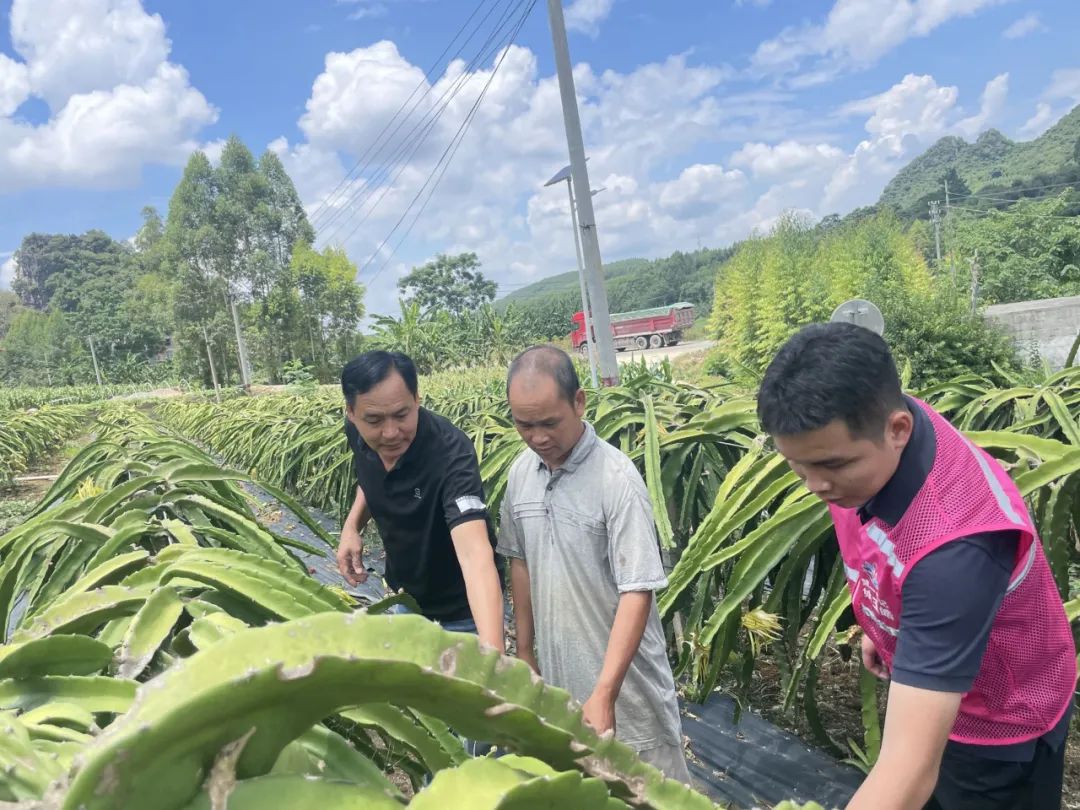 种植红参果致富_红参果种植技术视频_种植红果参赚钱吗