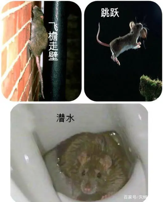 老鼠养殖视频致富经_冬毛老鼠的散养殖技术_老鼠养殖场视频