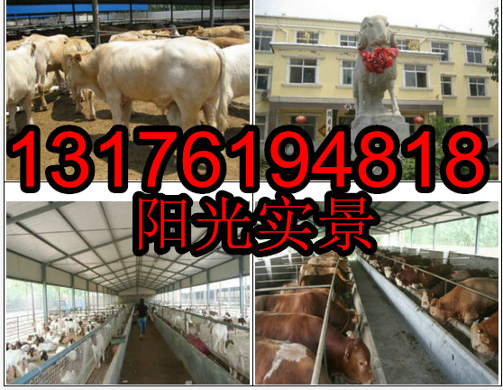 致富秸秆养殖项目_秸秆养殖致富_秸秆养畜