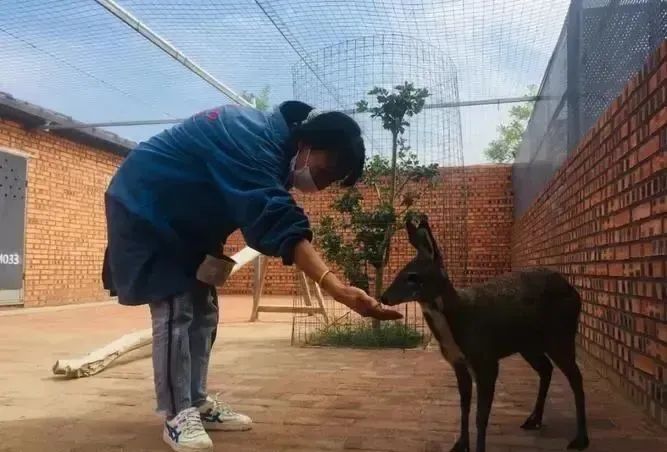 养殖麝香致富故事_致富经养麝香鼠_致富养殖麝香故事视频