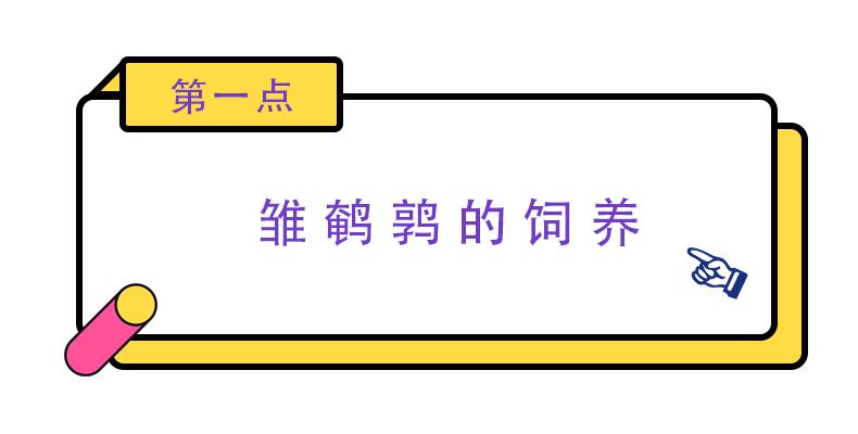 养殖鹌鹑技术_2015鹌鹑养殖技术_养殖鹌鹑技术大全光盘