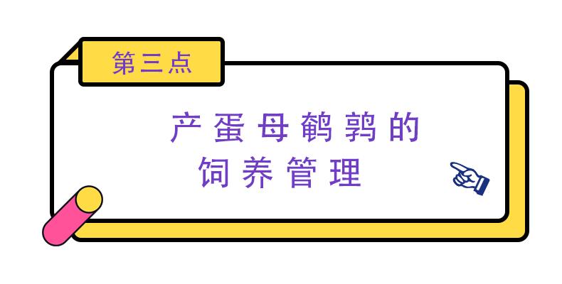 养殖鹌鹑技术大全光盘_养殖鹌鹑技术_2015鹌鹑养殖技术