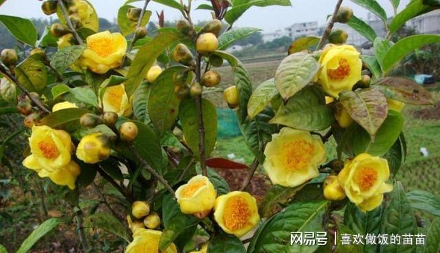 怎样种植金茶花_金茶花的养殖技术_金茶花养殖视频