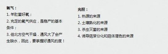种植羊肚菌肚技术方法_种植羊肚菌视频全部播放_羊肚菌类种植技术