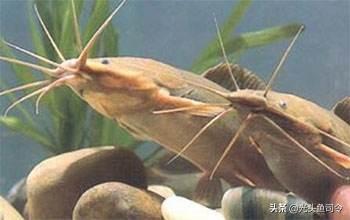 塘鲺鱼养殖技术_塘鱼养殖技术视频_鱼塘养殖技术指导