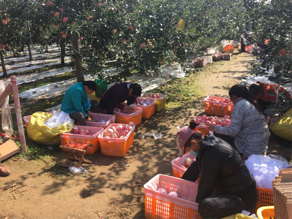 采摘园致富经视频_搞采摘园赚钱吗_视频致富采摘园怎么做