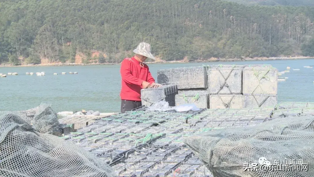 鲍鱼人工养殖技术_养殖人工鲍鱼技术视频教程_人工养殖的鲍鱼