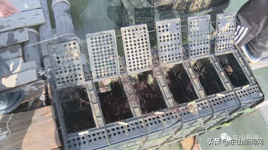 鲍鱼人工养殖技术_人工养殖的鲍鱼_养殖人工鲍鱼技术视频教程