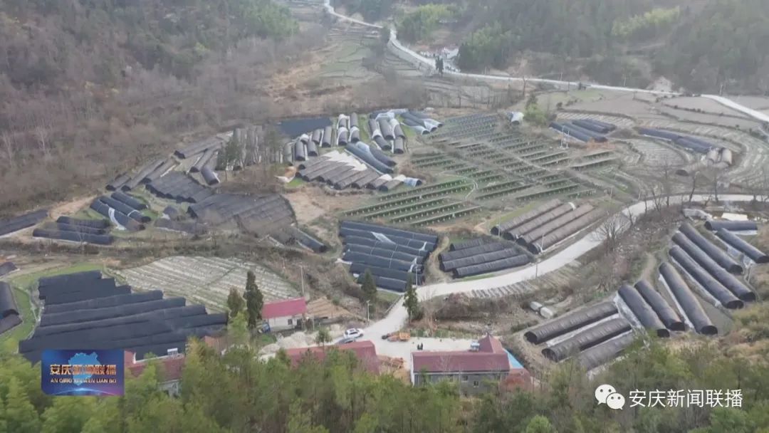 种植致富项目_致富种植创业项目_开拓种植基地 致富