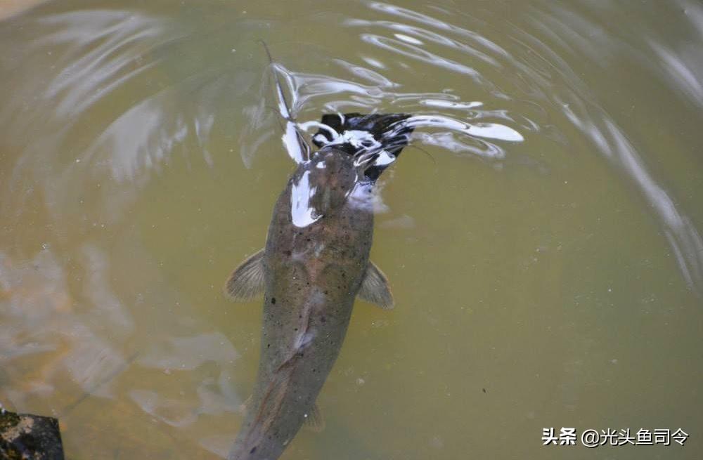 塘鱼养殖技术视频_塘鲺鱼养殖技术_鱼塘养鱼技术