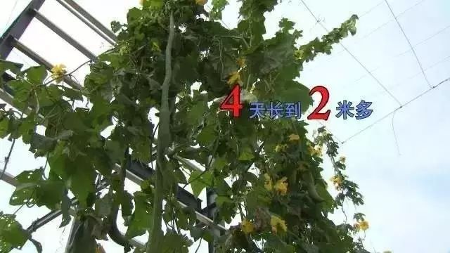 致富经胡蜂_致富经中蜂_cctv7致富经胡蜂