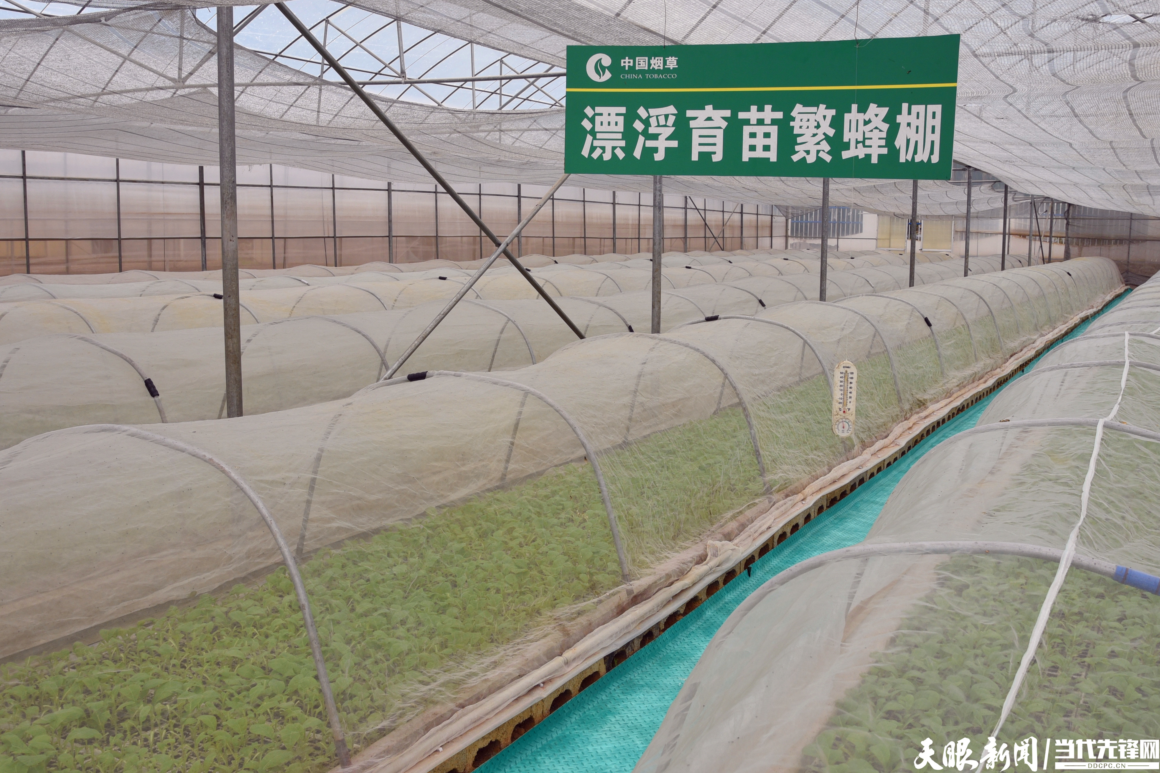 烟农种植致富案例_农村种植致富案例_种植烟草创业