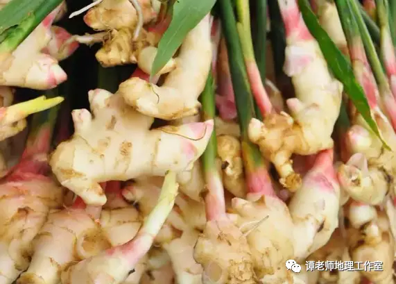 辣椒种植技术视频播放_栽辣椒视频_辣椒树种植技术视频