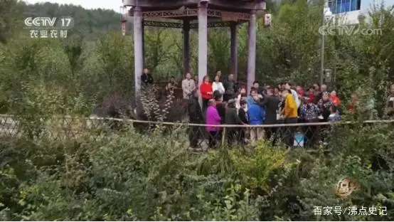 致富经陈波什么树_致富树图片_致富经种树