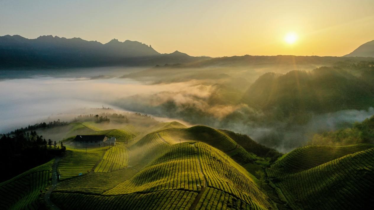 茶农致富_村民种植茶叶致富_农村种植茶叶赚钱吗