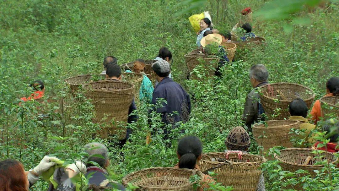 致富录陈雅山_致富经陈波什么树_致富经盆栽果树
