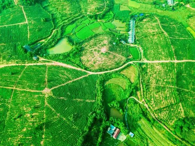 农村种植茶叶赚钱吗_村民种植茶叶致富_致富茶叶村民种植图片