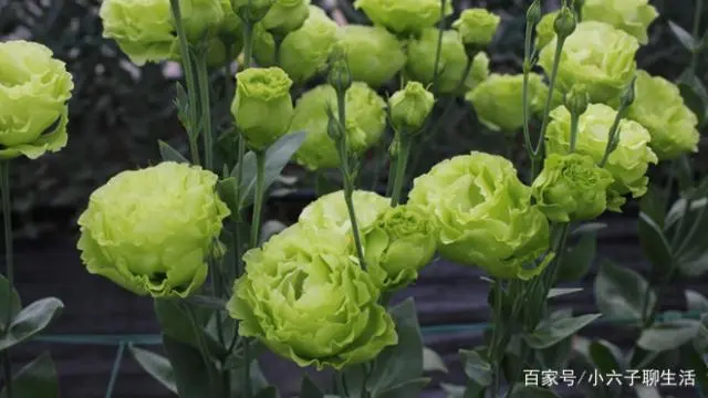 洋桔梗亩产值_洋桔梗种子批发_种植洋桔梗致富