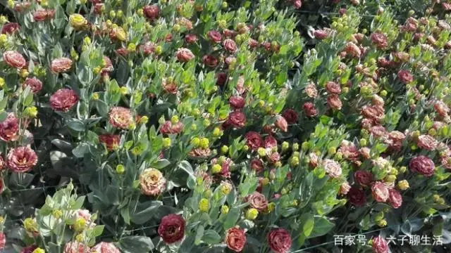 洋桔梗亩产值_洋桔梗种子批发_种植洋桔梗致富