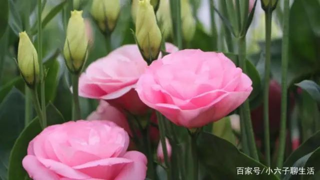 种植洋桔梗致富_洋桔梗种子批发_洋桔梗亩产值