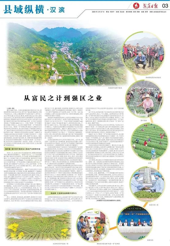 农村种植茶叶项目实施方案范文_致富茶叶村民种植视频_村民种植茶叶致富