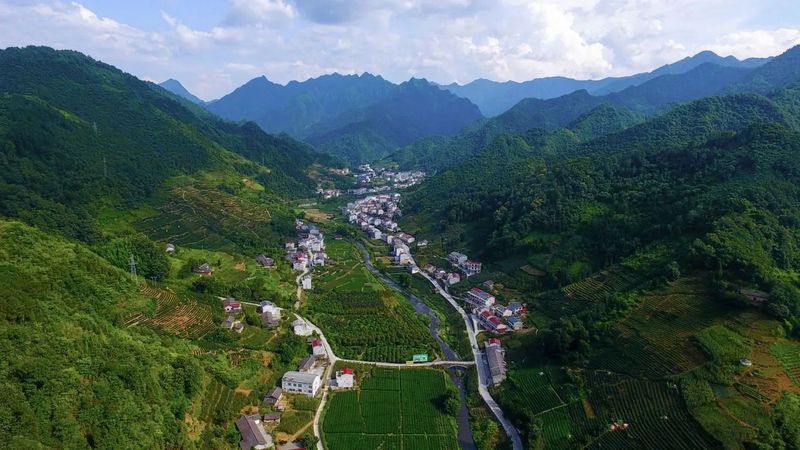 致富茶叶村民种植视频_村民种植茶叶致富_农村种植茶叶项目实施方案范文