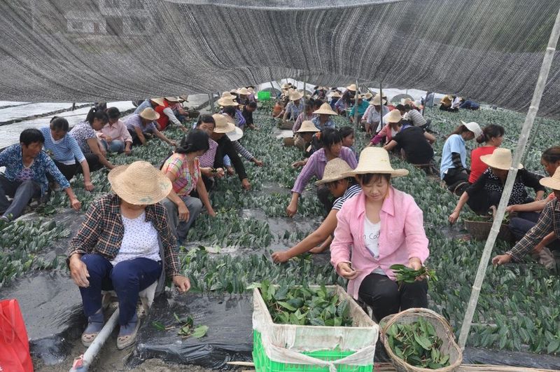 致富茶叶村民种植视频_农村种植茶叶项目实施方案范文_村民种植茶叶致富