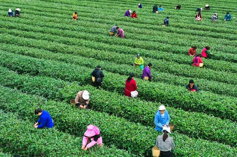 致富茶叶村民种植视频_村民种植茶叶致富_农村种植茶叶项目实施方案范文