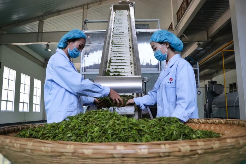 村民种植茶叶致富_致富茶叶村民种植视频_农村种植茶叶项目实施方案范文