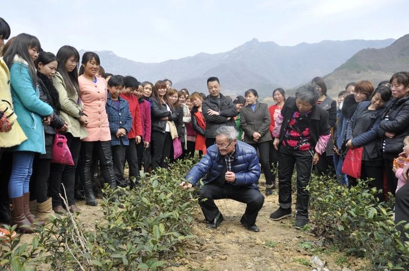 农村种植茶叶项目实施方案范文_村民种植茶叶致富_致富茶叶村民种植视频
