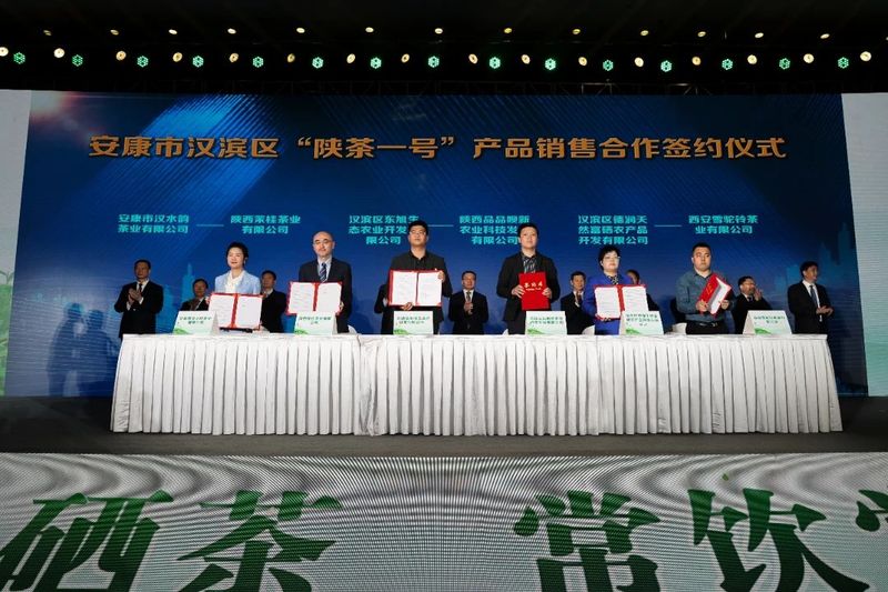 致富茶叶村民种植视频_农村种植茶叶项目实施方案范文_村民种植茶叶致富