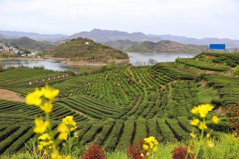 致富茶叶村民种植视频_村民种植茶叶致富_农村种植茶叶项目实施方案范文