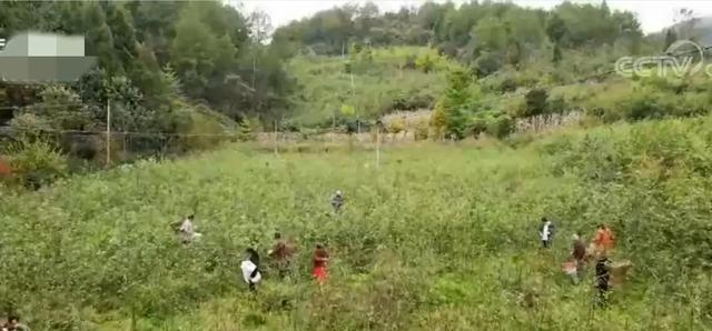 致富经种树_致富树图片_致富经陈波什么树