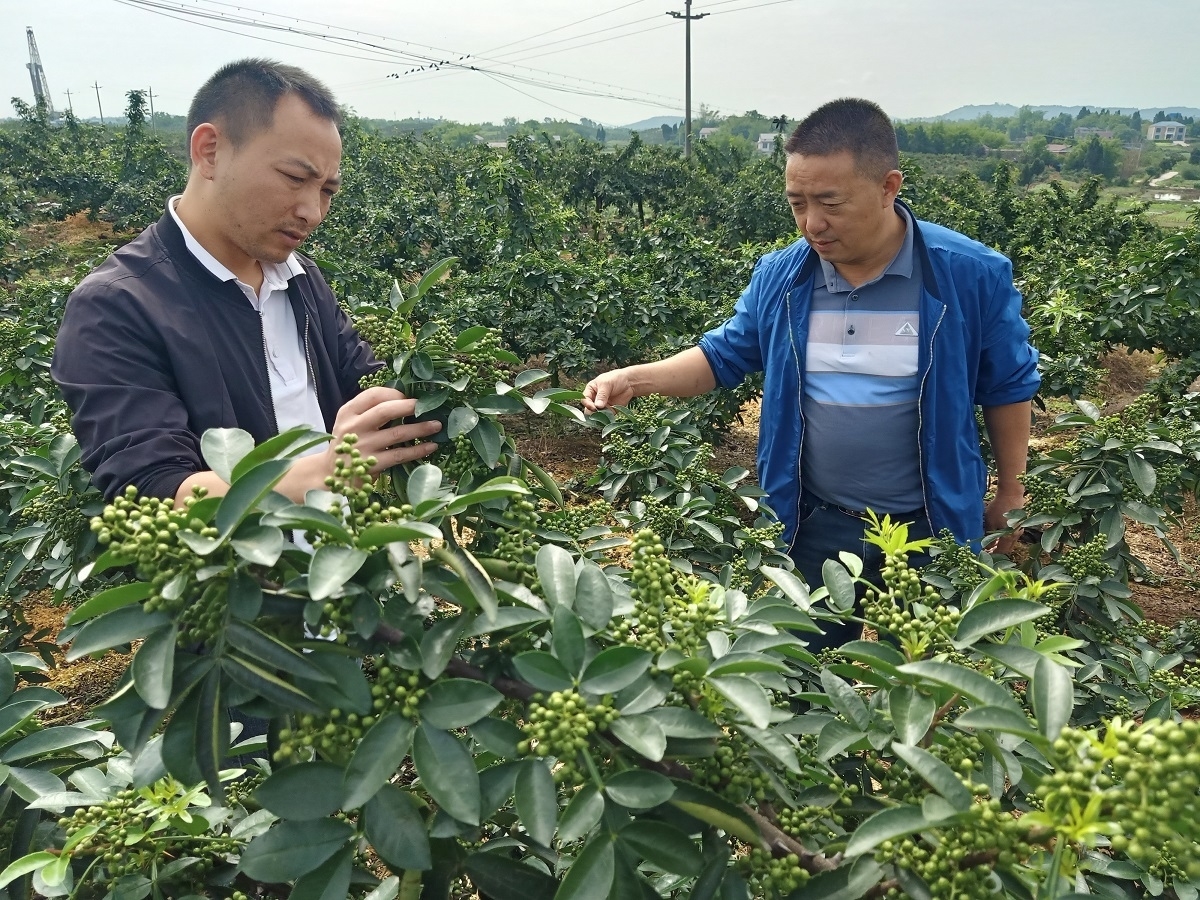 沿滩区：瓜椒产业打造致富名片 党员带头助力乡村振兴