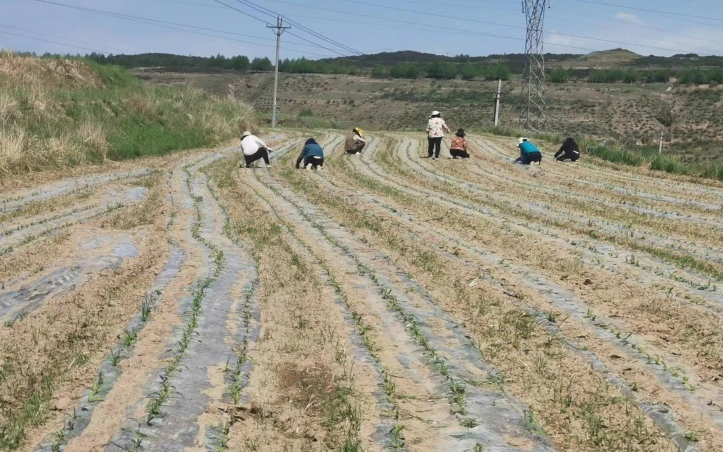 南昌种植玉米致富_南昌玉米批发联系方式_南昌玉米批发