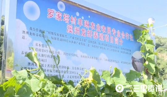 致富经小龙虾养殖技术_农视网致富经养殖龙虾_致富经小龙虾养殖