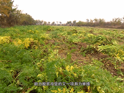 平遥冀郭村致富经，亩产最高10000斤的胡萝卜