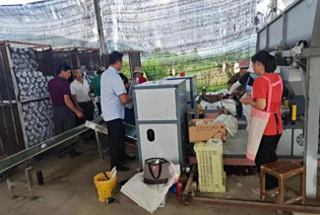 阳新下磨村：小小花菇铺就致富路