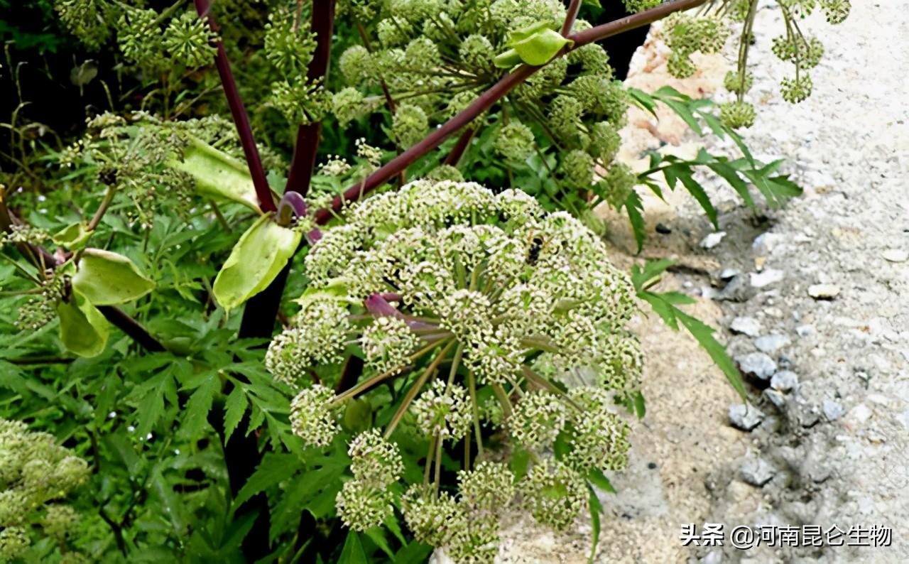 当归的高产种植技术_当归种植技术条件及亩收益_当归高产种植技术要点