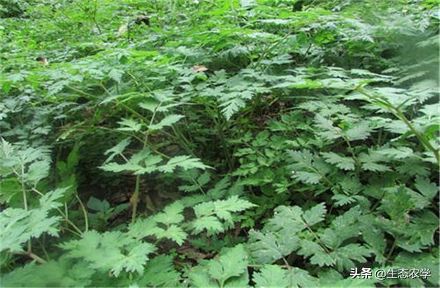 当归高产种植技术与管理_当归的高产种植技术_当归高产种植技术要点