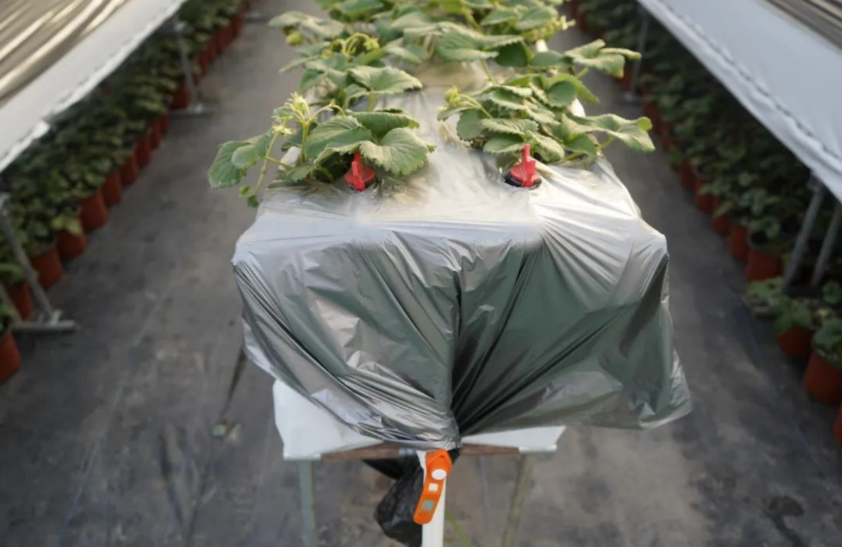蜜蜂致富养殖视频_养殖蜜蜂 致富经_蜜蜂养殖项目